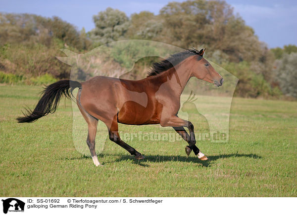 galloping German Riding Pony / SS-01692