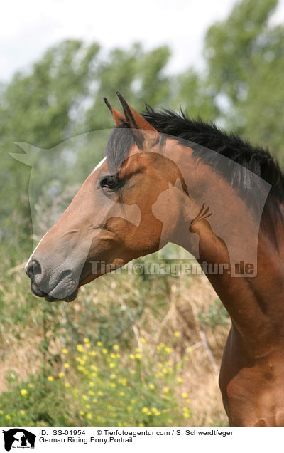 German Riding Pony Portrait / SS-01954