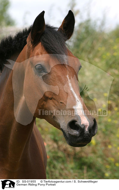 German Riding Pony Portrait / SS-01955