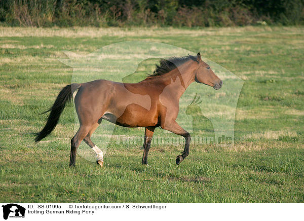 Deutsches Reitpony im Trab / trotting pony / SS-01995