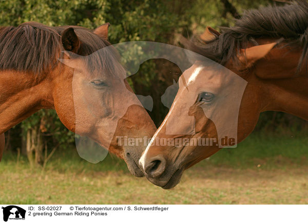 2 Deutsche Reitponys bei der Begrung / 2 greeting Ponies / SS-02027