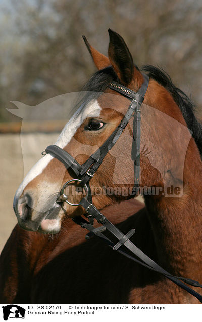 German Riding Pony Portrait / SS-02170