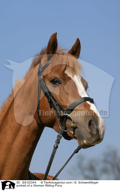 portrait of a German Riding Pony / SS-02344