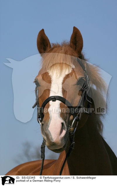 Deutsches Reitpony Portrait / portrait of a pony / SS-02345