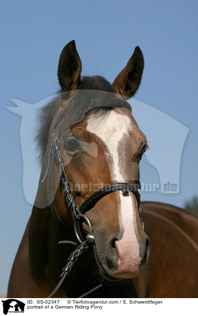 Deutsches Reitpony Portrait / portrait of a pony / SS-02347