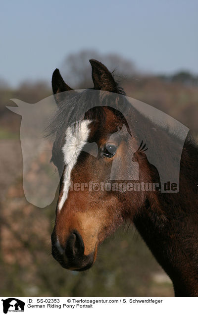 Deutsches Reitpony Portrait / Pony Portrait / SS-02353