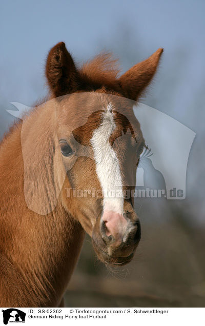 Deutsches Reitpony Fohlen / pony foal / SS-02362