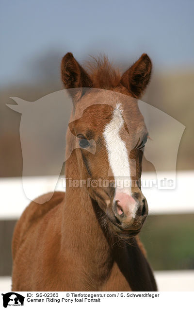 Deutsches Reitpony Fohlen / pony foal / SS-02363