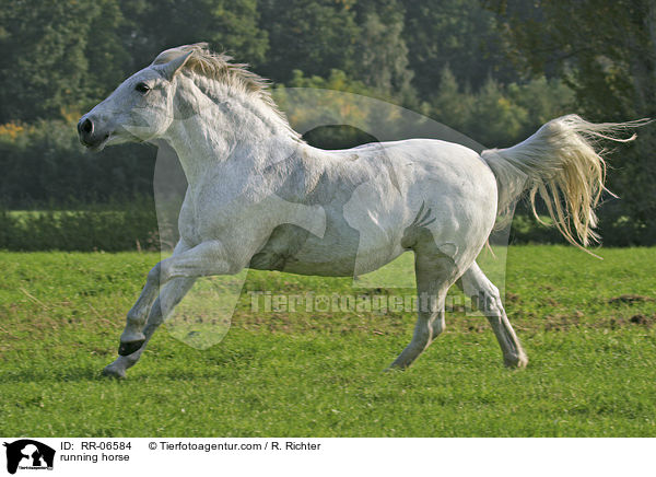 rennendes Reitpony / running horse / RR-06584