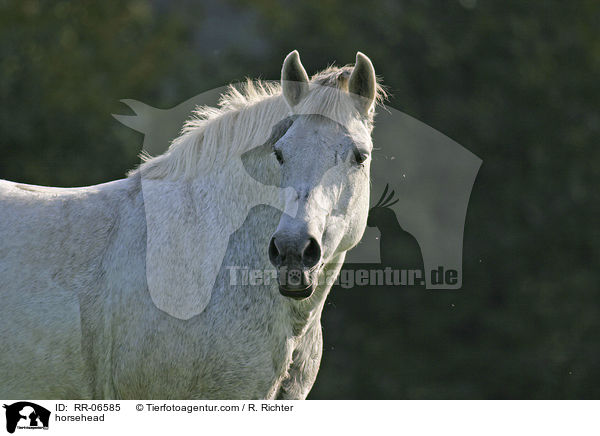 Deutsche Reitpony Portrait / horsehead / RR-06585