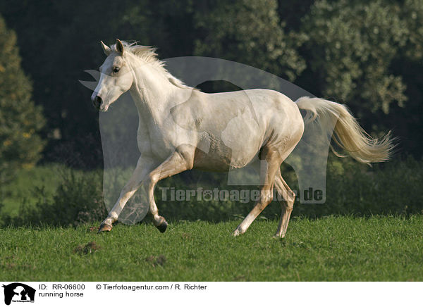 rennendes Reitpony / running horse / RR-06600