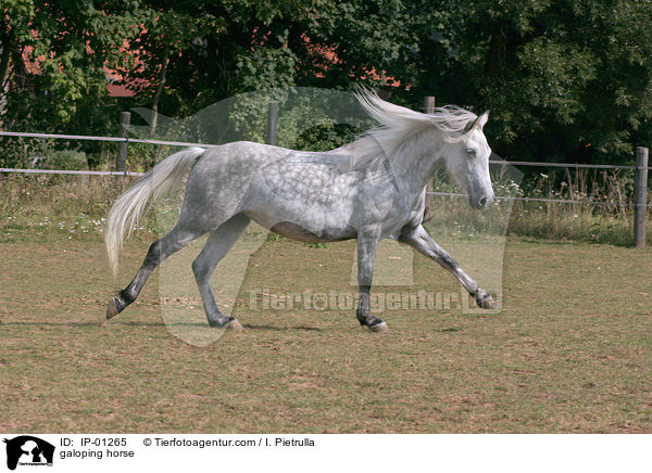 galoping horse / IP-01265
