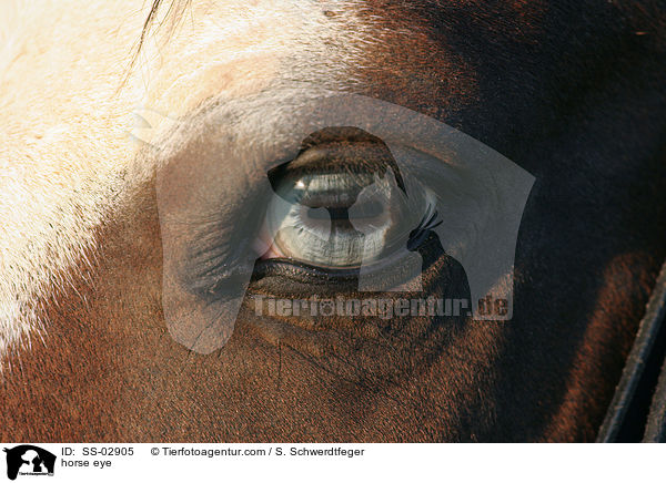 horse eye / SS-02905