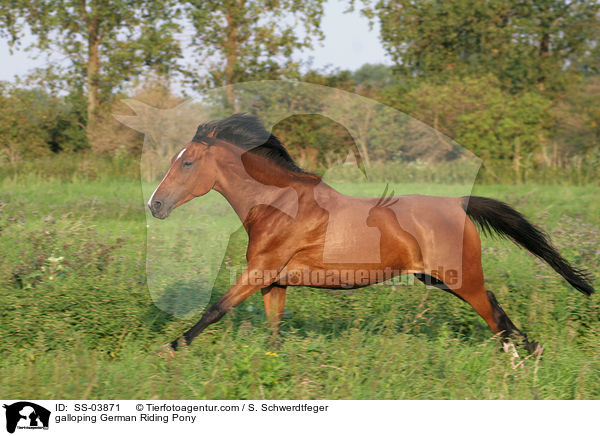 galloping German Riding Pony / SS-03871