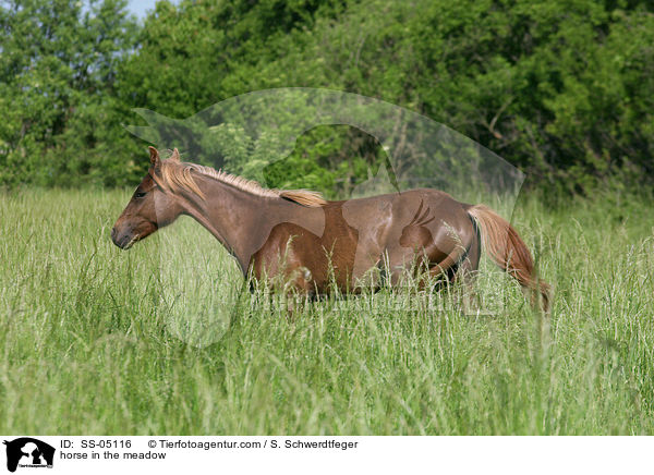 Pferd auf der Weide / horse in the meadow / SS-05116