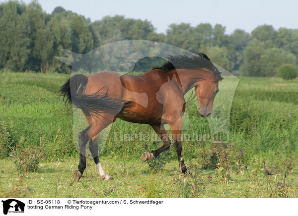 trabendes Deutsches Reitpony / trotting pony / SS-05118