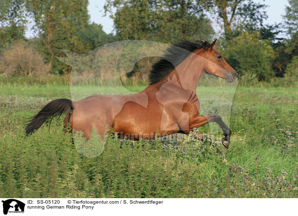 galoppierendes Deutsches Reitpony / running horse / SS-05120