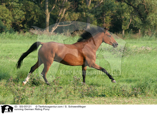 galoppierendes Deutsches Reitpony / running pony / SS-05121