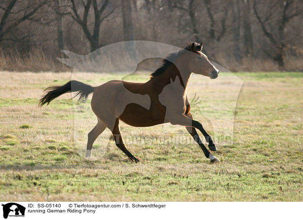 galoppierendes Deutsches Reitpony / running pony / SS-05140