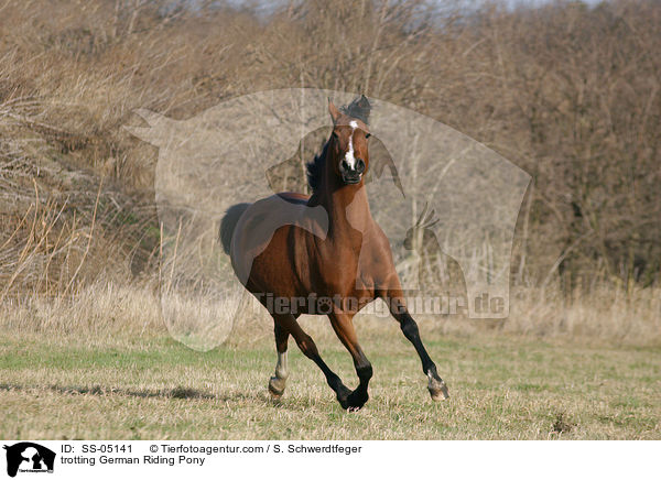 trabendes Deutsches Reitpony / trotting pony / SS-05141