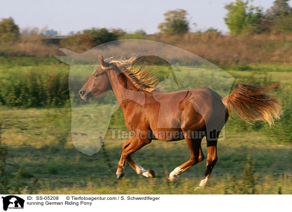 galoppierendes Deutsches Reitpony / running pony / SS-05208