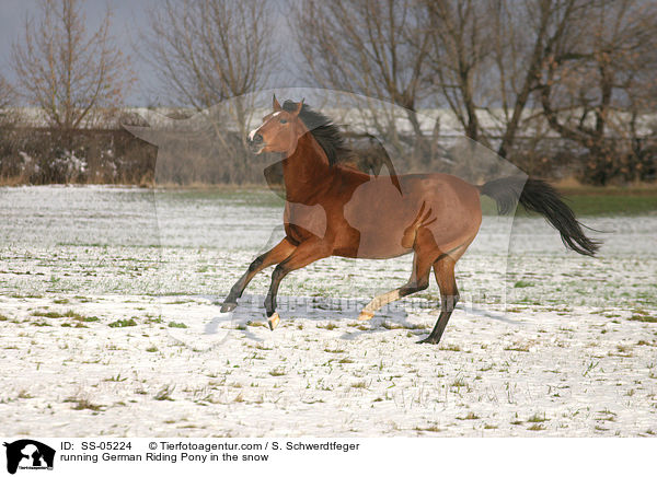 galoppierendes Deutsches Reitpony im Schnee / running pony in the snow / SS-05224