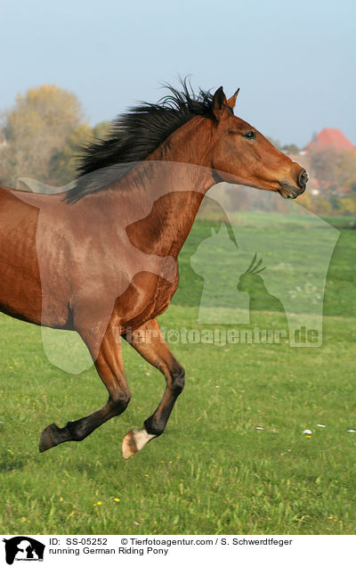 running German Riding Pony / SS-05252