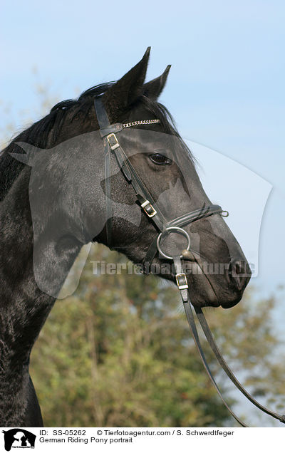 Deutsches Reitpony Portrait / pony portrait / SS-05262