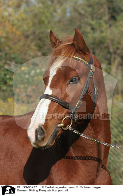 Deutscher Reitpony Hengst Portrait / pony stallion portrait / SS-05277