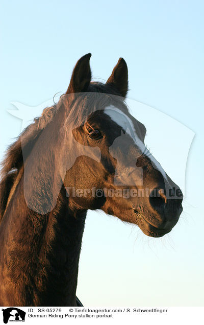 Deutscher Reitpony Hengst Portrait / pony stallion portrait / SS-05279