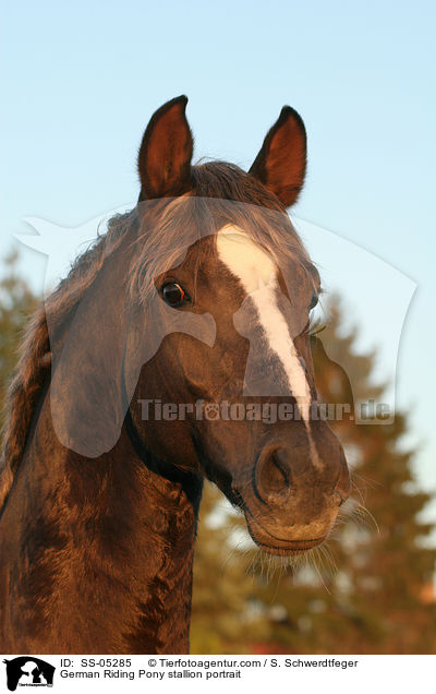 Deutscher Reitpony Hengst Portrait / pony stallion portrait / SS-05285