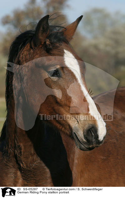 Deutscher Reitpony Hengst Portrait / pony stallion portrait / SS-05287