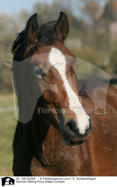 Deutscher Reitpony Hengst Portrait / pony stallion portrait / SS-05288