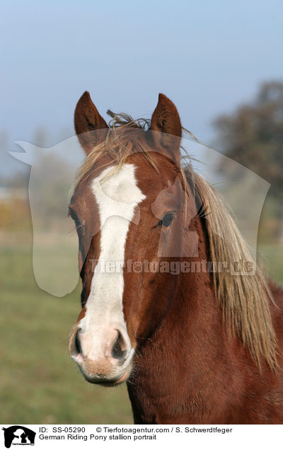 Deutscher Reitpony Hengst Portrait / pony stallion portrait / SS-05290