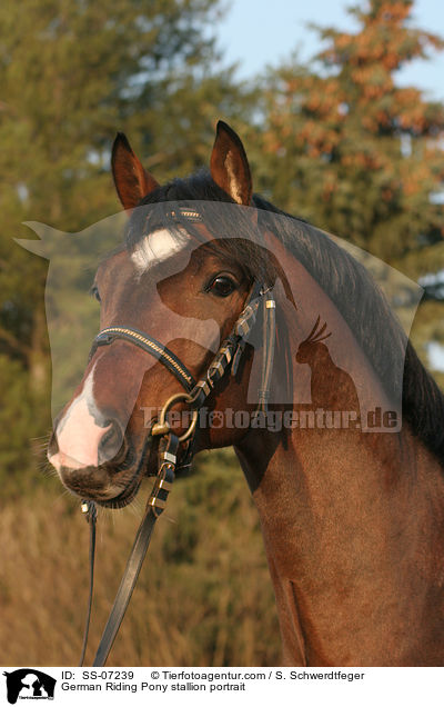 German Riding Pony stallion portrait / SS-07239
