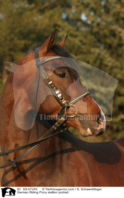 Deutscher Reitpony Hengst im Portrait / pony stallion portrait / SS-07240