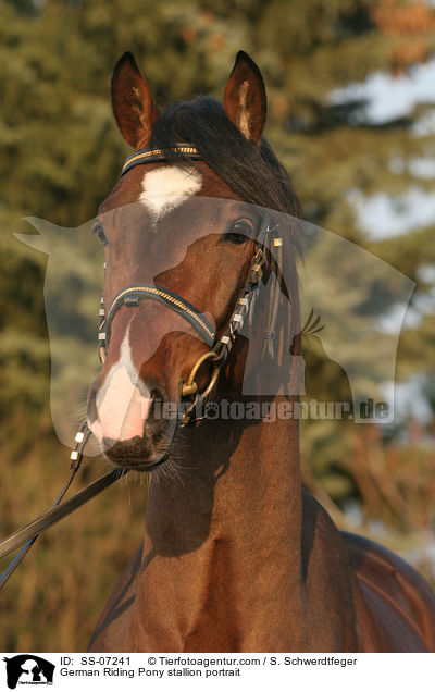 German Riding Pony stallion portrait / SS-07241