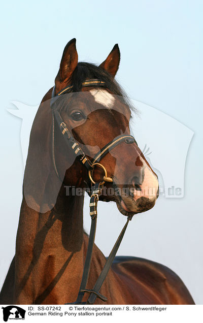 German Riding Pony stallion portrait / SS-07242