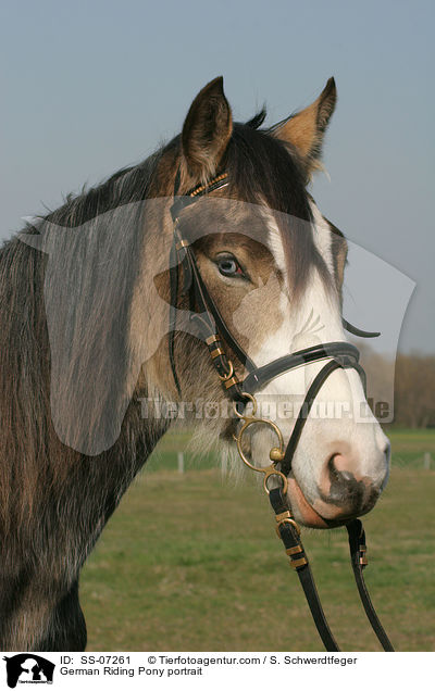 Deutsches Reitpony Portrait / horse portrait / SS-07261