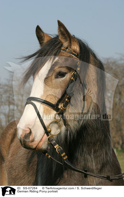 Deutsches Reitpony Portrait / horse portrait / SS-07264