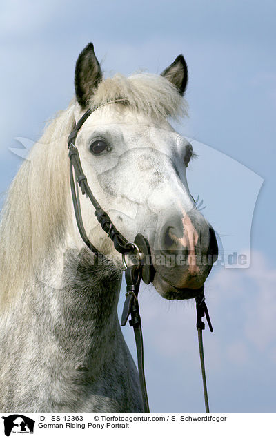 Deutsches Reitpony Portrait / Pony Portrait / SS-12363