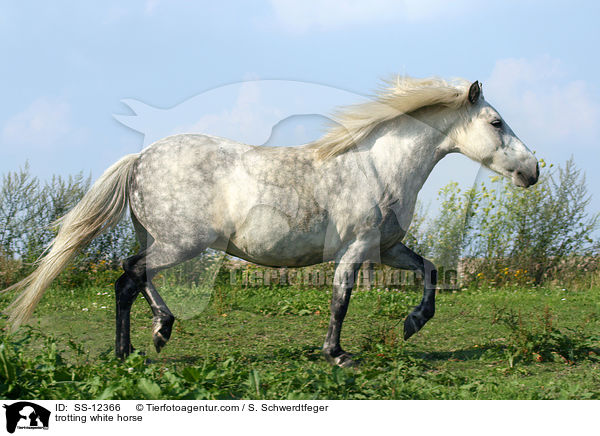 Deutsches Reitpony / white horse / SS-12366