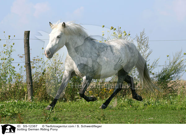 trabendes Deutsches Reitpony / trotting horse / SS-12367
