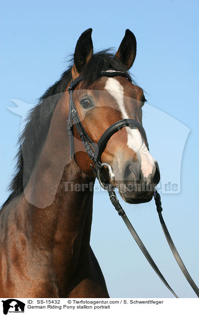 German Riding Pony stallion portrait / SS-15432