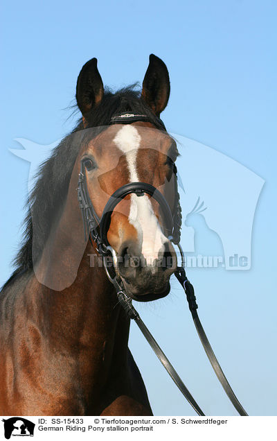 Deutscher Reitpony Hengst im Portrait / Pony stallion portrait / SS-15433