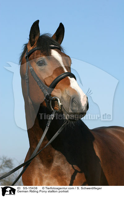 German Riding Pony stallion portrait / SS-15438