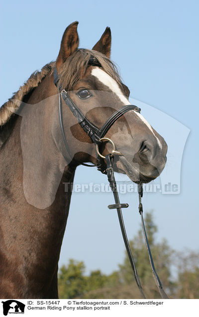 Deutscher Reitpony Hengst im Portrait / Pony stallion portrait / SS-15447