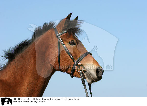 German Riding Pony portrait / SS-15458