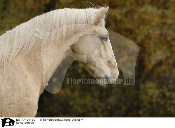 Deutsches Reitpony Portrait / horse portrait / AP-04139