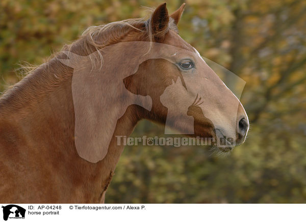 Deutsches Reitpony Portrait / horse portrait / AP-04248